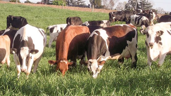 Зависимость между коровами на пастбище и тиктоком